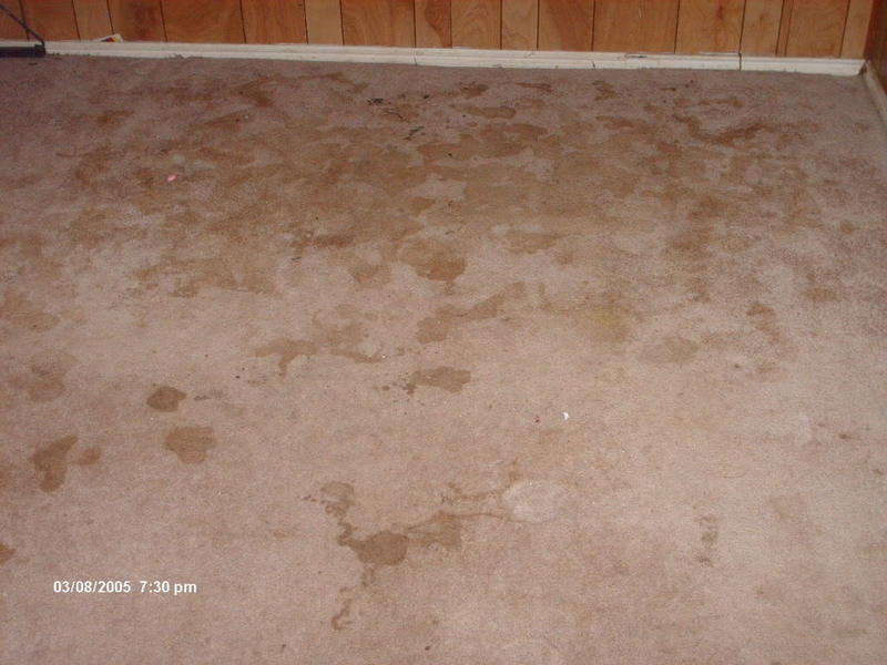 carpetpicspetstain001.jpg